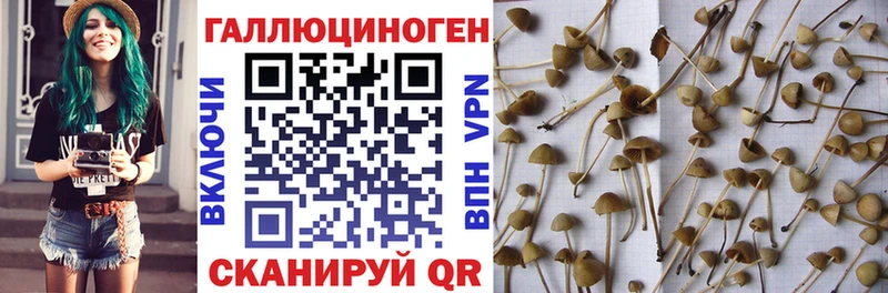 Псилоцибиновые грибы Psilocybe Тверь